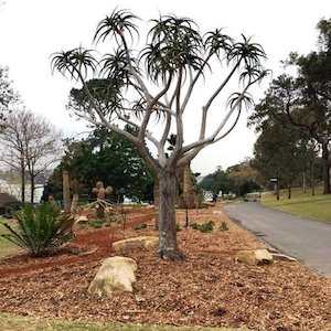 Aloe bainesii, Tree Aloe – Pb28 2/3 ltr