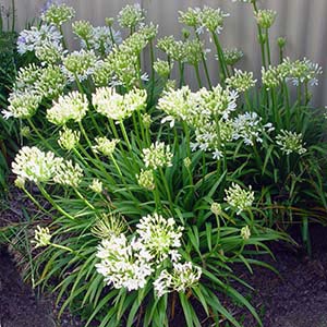 Agapanthus Seafoam – Pb5