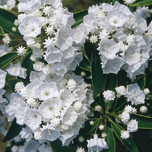 Kalmia l. Pristine, Mountain Laurel – 2.5Ltr