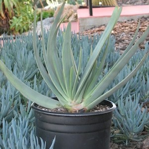 Aloe plicatilis, Fan Aloe – 2Ltr/Pb12