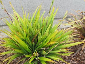 Phormium Emerald Gem