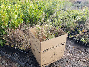 Plant, garden: Magic Box - 50x Mixed Clearance Seconds $1.99 each