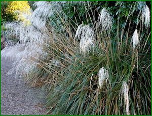 5x Snow Tussock