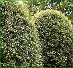 25x Pittosporum Silver Sheen - $8.99 each