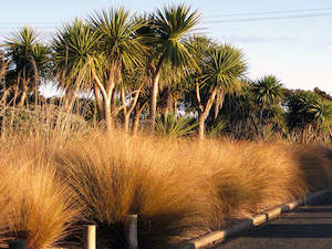 Chionochloa Rubra