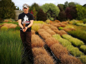 Plant, garden: 1x Carex Comans Red - $6.99 each