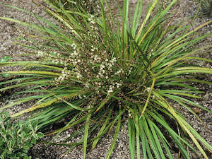 Plant, garden: Cordyline Pumilio