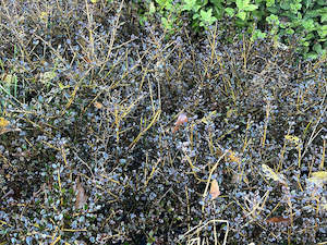 Plant, garden: 1x Coprosma Port Wine - $11.99 each