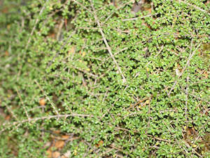 Plant, garden: Coprosma Depressa - $6.99 each