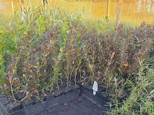 1x Coprosma Yvonne - $11.99 each