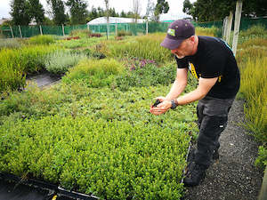 Plant, garden: 25x Coin Leaved Bush Daisy - $4.99 each