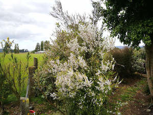 Plant, garden: 10x Manuka - $1.99 each