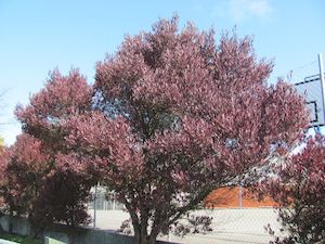 Plant, garden: 5x Purple Ake Ake - $5.99 each