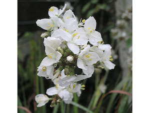 Plant, garden: 10x NZ Grand Iris - just 99c each