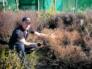 5x Coprosma Red Rock - $2.99 each