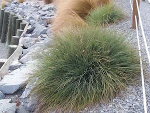 Plant, garden: 10x Coastal Blue Grass - $3.49 each