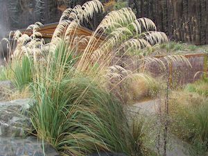 Plant, garden: Austroderia Richardii