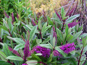 Plant, garden: 5x Hebe Wiri Prince - $5.99 each