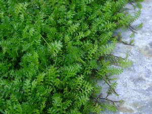 Plant, garden: 25x No mow lawn - $4.99 each