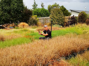 10x Carex Buchananii - $3.99 each