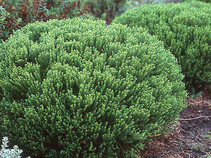 Plant, garden: Hebe Emerald Gem