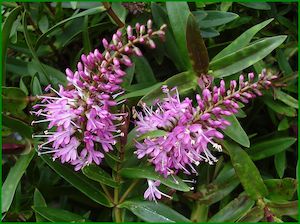 Plant, garden: 5x Hebe Mary Antonette - $5.99 each