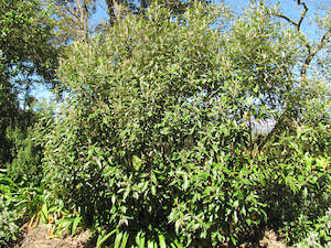 Olearia Cheesemanii