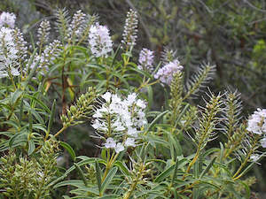 Plant, garden: Hebe Parviflora