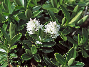 Plant, garden: Hebe treadwellii