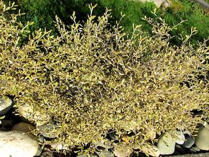 Plant, garden: Corokia Sunsplash