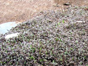 Plant, garden: Leptinella Platts Black