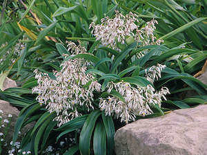 Plant, garden: 100x Renga Renga Lilies - $3.99 each