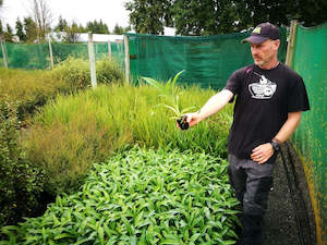 5x Renga Renga Lilies - $5.99 each