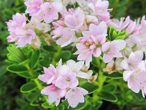 Plant, garden: 5x Hebe Wiri Cloud - $5.99 each