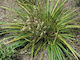 Cordyline Pumilo