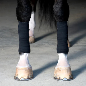 Bandages: Incrediwear Equine Exercise Bandages