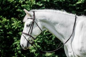 Bridles and Bits: Cavallino Anatomical Raised and Padded Bridle