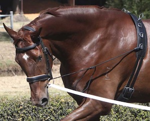 Horse: Zilco Elastic Neck Stretcher