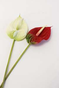 Craft material and supply: Artificial Anthurium - Box 12 (unit 1)