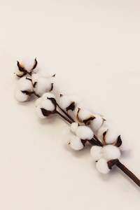 Craft material and supply: Cotton Stem (unit 6+ 24)