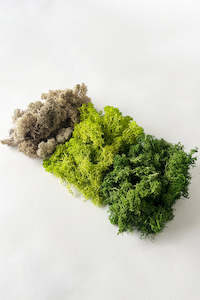 Reindeer Moss (unit 1)