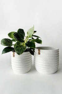 Craft material and supply: Athena Ceramic Planter (unit 4 + 8 & 12)