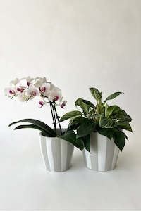 Craft material and supply: Aster Cover Pot (unit 4 + 8 & 12)