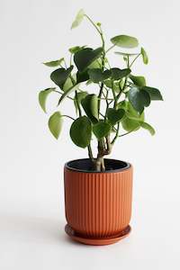 Craft material and supply: Mono Planter (unit 4)