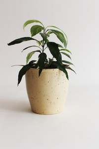 Craft material and supply: Sand Dune Planter/Vase (Unit 4 +16)