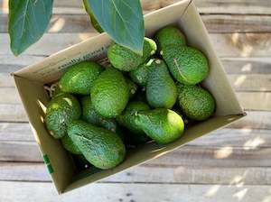 8kg Box of Avocado Seconds