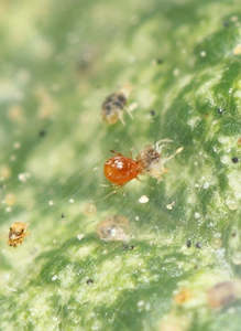 Spider Mite Predator Mite - E  Pack of 1000