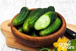 Cucumber ‘Homemade Pickles’