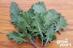 Vegetable Seeds: Kale âRed Russianâ