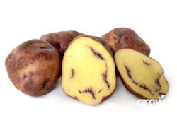 Vegetable Seeds: Māori Potato 'Moemoe'